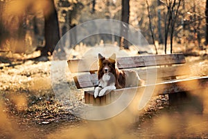 Red border collie dog in a meadow, summer