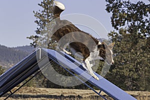 A Red Border Collie Dog Running Down the Agility A-Frame Obstacle