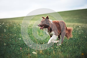 Red border collie dog running in a meadow