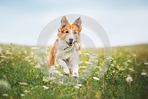 Red border collie dog running in a meadow