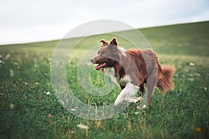 Red border collie dog running in a meadow photo