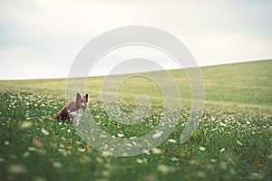 Red border collie dog sitting in a meadow