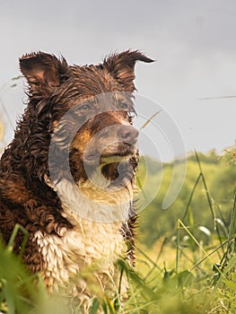 Red border collie dog sitting in a meadow