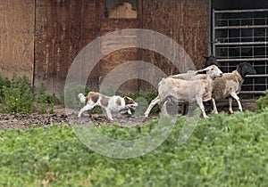 Red Border Collie Herding Sheep next to an Old Barn