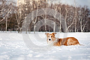 Red border collie portrait in winter