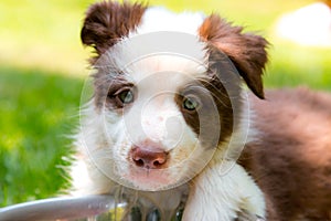 Red border collie puppy