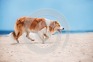 Red border collie running on a beach