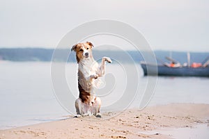 Red border collie running on a beach