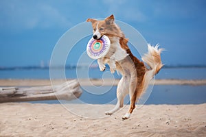 Red border collie running on a beach