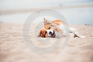 Red border collie running on a beach