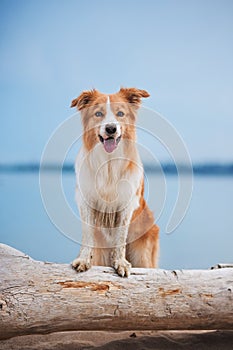 Red border collie running on a beach