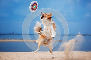 Red border collie running on a beach