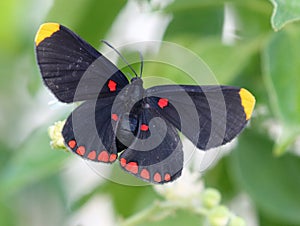 Red-bordered Pixie Butterfly