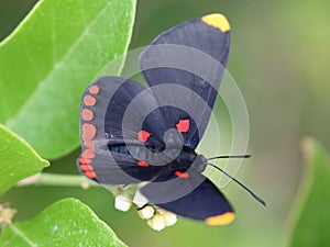 Red-bordered Pixie Butterfly