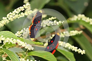 Red Bordered Pixie Melanis pixie pixie