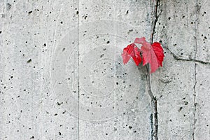 Red Boston Ivy on Concrete Wall