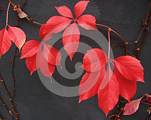 Red Boston Ivy leaves