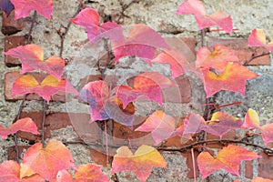 Red boston ivy leaves on brick wall closeup view with selective focus on foreground