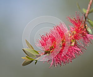 Red bottle-brush (Callistemon) flower