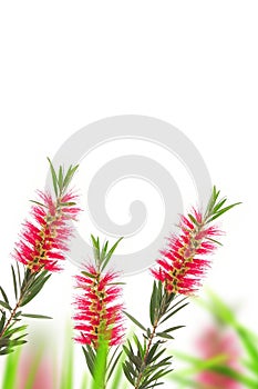 Red bottle brush flower