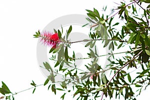 Red Bottle Brush Flower - Calistemon Citrinus