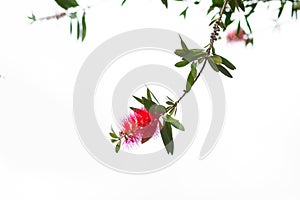 Red Bottle Brush Flower - Calistemon Citrinus