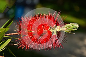 Red bottle brush flowers on Callistemon shrub