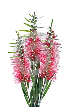 Red bottle brush flowers on white background