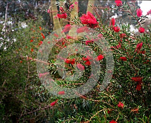 Red Bottle Brush Plant on film