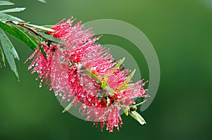 Red bottle-brush tree (Callistemon)