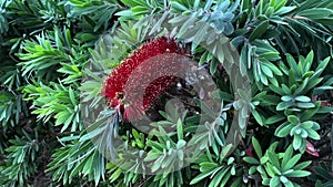 A red bottle brush tree Callistemon