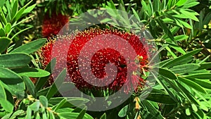 A red bottle brush tree Callistemon
