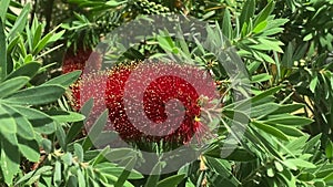 A red bottle brush tree Callistemon