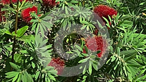 A red bottle brush tree Callistemon