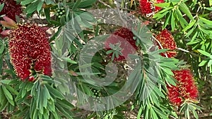 A red bottle brush tree Callistemon