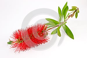 Red bottle-brush tree (Callistemon)