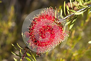 Red bottle-brush tree Callistemon flower. Australia