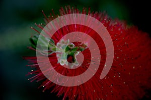 Red bottle-brush tree (Callistemon) flower. Bottlebrush Flower. Red bottle brush flowers