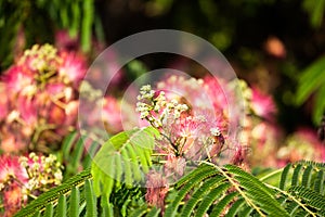 Red Bottle Brush Tree Flower