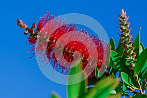 A red bottlebrush bush (Callistemon). Red flowers