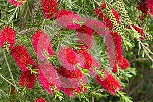 A red bottlebrush bush (Callistemon)