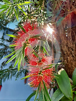 Red bottlebrush, Callistemon citrinus flower