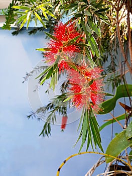 Red bottlebrush, Callistemon citrinus flower