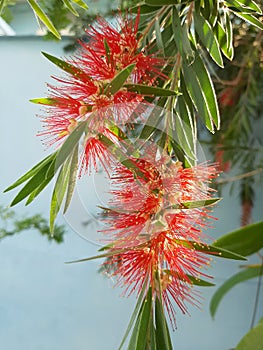 Red bottlebrush, Callistemon citrinus flower