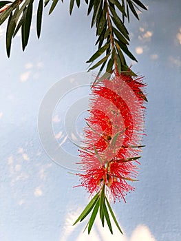 Red bottlebrush Callistemon flower