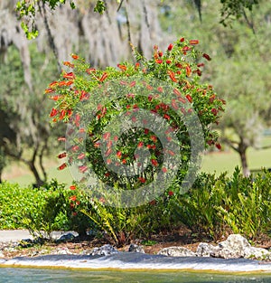 Red bottlebrush - Callistemons citrinus - shrub or bush in full bloom at a park in North Florida. Very popular landscape plant