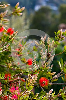 Red bottlebrush flower