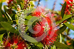 Red bottlebrush flower