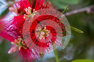 Red bottlebrush flower