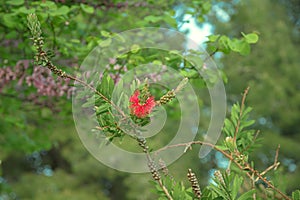 Red bottlebrush flower Callistemon citrinus